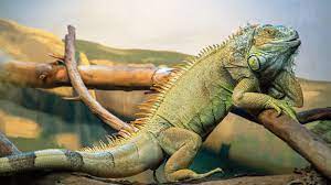 Iguana